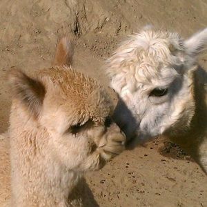 Meet your Posher, Anita